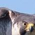 Peregrine Falcons Hunt Pigeon In High Speed Chase 4K Narrated Film