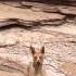 Loki The Funny Red Heeler Puppy Playing In A Mud Puddle