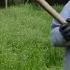 Coasa Manuală La Tăiat De Iarbă în Grădină Grass Cutting In The Garden With The Scythe