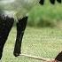 King Cobra Vs Secretary Bird In A Big Fights Who Will Win