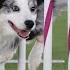 Best Of 2022 Masters Agility Championships From Westminster Kennel Club FOX Sports