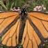 All About Monarch Butterflies