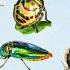 Know Insects Bugs Virtual Tour To World Of Insects Add Insects Name To The English Vocabulary