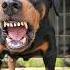 Angry Dog Barking Sounds To Make Your Dog Bark Rottweiler Angrydog Catvideos Lazydog Funnypuppy