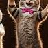 Dancing Cats Take Over The Cutest Dance Challange You Ll Ever See Catvideos