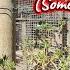 S1 Ep 451 Monkey Town Somerset West