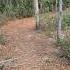 Pine Needle Path Odd Growth On Dead Tree At Chuluota Wilderness Area Florida