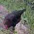 Backyard Chicken Tunnel For Your Chicken Coop