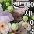 들꽃사랑 11월24일 시나노진달래 수입만병초 애조쯔쯔지 유리호프스 이와가가미 향기별가가미 애기후룩스 유럽패랭이 수입목단 좀히어리 동설목 호주매화 장미베고니아