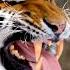 The Royal Bengal Tiger Close Up Footage Of Its Mouth Open And Sharp Teeth Most Dangerous Animal