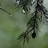 Relaxing Sound Of Rain And Wind In Forest 1 Hour Rain Drops Falling From Trees With Wind