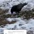 Incredible Crow Gift Witness The Unforgettable Moment Captured In Nova Scotia Corvids Crow Sweet