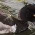 Утка хохлатая чернеть хохлатый нырок по кличке Крохаль Тufted Duck Tufted Pochard Named Мerganser