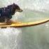 Surfing Dogs