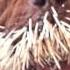 Dogs And Porcupines