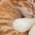 Calming Music For Anxious Cats Cat Music For Deep Relaxation And Sleep Music For Cats