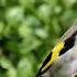 Goldfinch Bird Sound