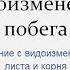 Видоизменения побегов Сравнение с видоизменениями листа и корня 6 класс