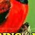 NADA DERING RINGTONE SUARA BURUNG RED SISKIN MERDU BANGET