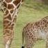 Giraffe Sounds