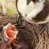 Snow Berry Feeding Bulbul Bird Feeding Baby Birds Birdfeeding Birdvideo