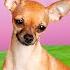 8 Types Of Chihuahua Find Out Which Type Is The Least Common