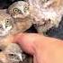 Placing Baby Burrowing Owls Back In Their Burrow So Cute