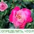 Как понять что роза стала шиповником цветы розы сад лайфхаки Garden Rose огород дача