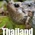 Thailand Schlange Erbeutet Frosch Snake Kills Frog