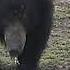 Sloth Bear Attacking Spotted Deer