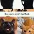 MEME Orange Cat Memes Funnymemes Funny Memespic Funnyimages Funnypictures Shorts