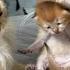 I Was Very Moved Cat Father And Mother Cat Take Care Of Kittens Together Cute Animal Videos