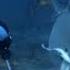 Feeding Bull Sharks South Pacific BBC Earth