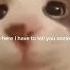 I Have To Tell U Something Sunshine Animation Edit Cat Cute Shorts