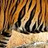 Animals Of The World 4K Asian Tiger Scenic Wildlife Film With Calming Music