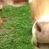 Kids Cow Videos Kids Cow Video With Mooing Sound Without Music Kids Cow Videos For Kids Parent