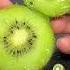 KiWi Fruit How To Eat Shorts Satisfying Fruitcutting Fruit Kiwi