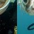 Curious Pufferfish Wants A Selfie