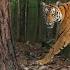 Tiger Attack Man In The Forest Tiger Attack In Jungle Royal Bengal Tiger Attack