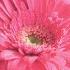 Pink Flower 37