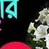 ফ ইন ল টব প ট ন য গ ছ র খ ব র ও পর চর য Petunia Care At Final Pot And Tips For Lots Of Flowers