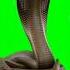 Real Cobra Chromakey Green Screen Effect VFX Animals Caromakey