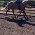 Teaching The Horse To Trot Backwards At The Ranch