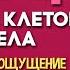 285 ГЦ Исцеление клеток и тканей тела Вызывает в теле ощущение обновления