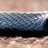 The Most Venomous Snakes In The World Modern Dinosaurs