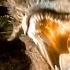 The Hobbit The Desolation Of Smaug How Do You Choose To Die Scene 6 10 Movieclips