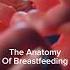 The Anatomy Of Breastfeeding Bodies Are AMAZING