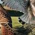 Kestrel Dad Raises Chicks Alone After Mum Disappears Full Story Mr Mrs Kes Robert E Fuller