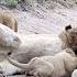 Nice Sunday Morning Stroll With Cute Lion Cubs