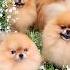 С Днём Рождения Dogs Pekingese собака Spitz шпиц Dogshow пекинес Pomeranian